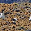 Upland Geese, Chacabuco Valley - Patagonia